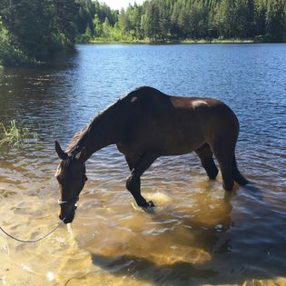 Harvey learning to swim